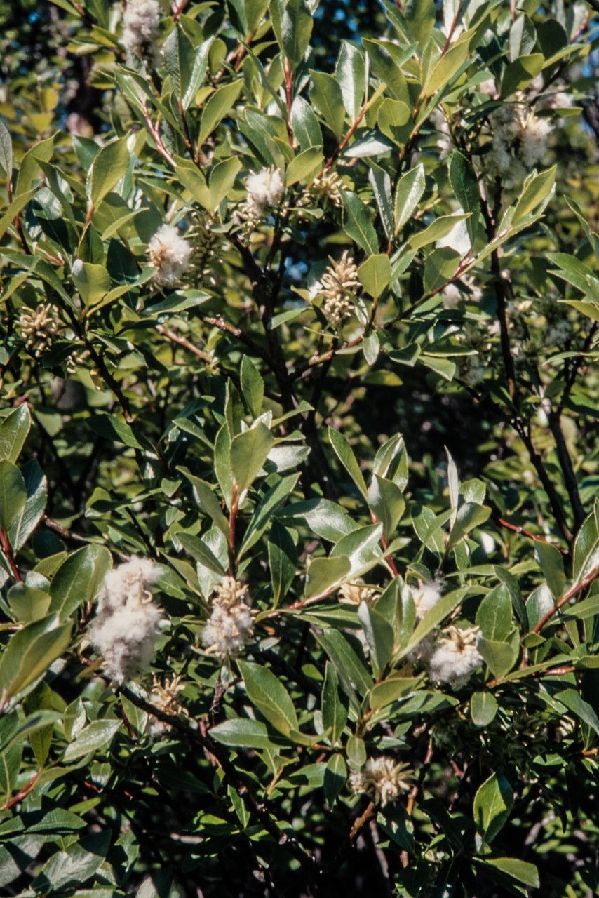 Salix phylicifolia fruit
