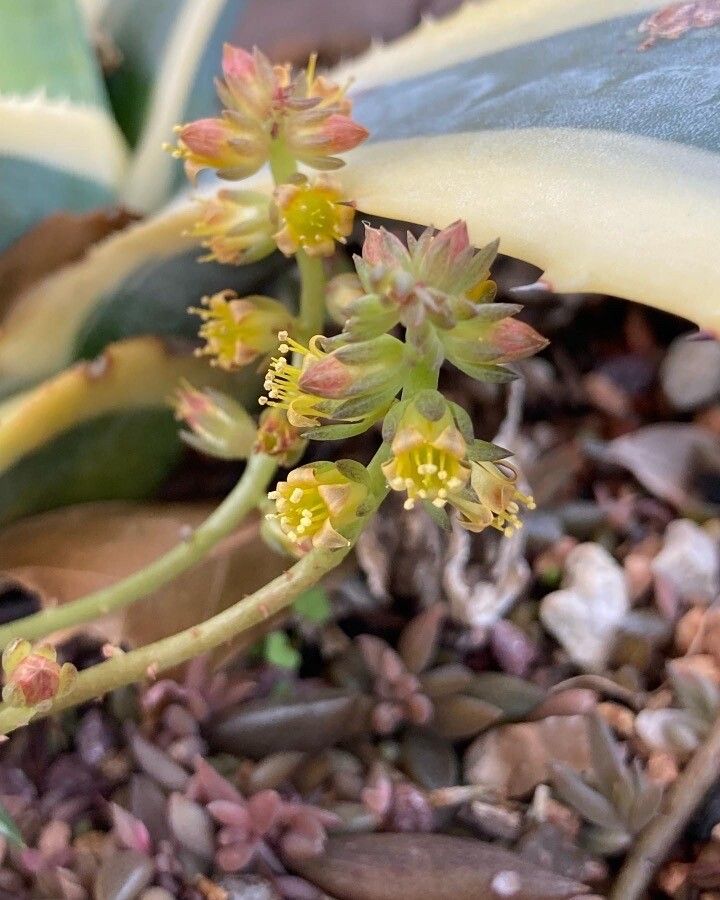 Lenophyllum acutifolium flower