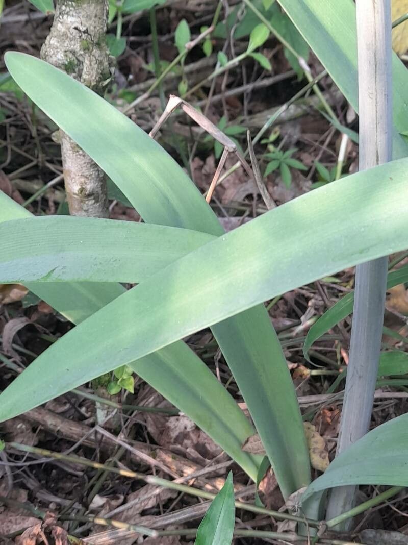 Hippeastrum iguazuanum — search result for 'Hippeastrum'
