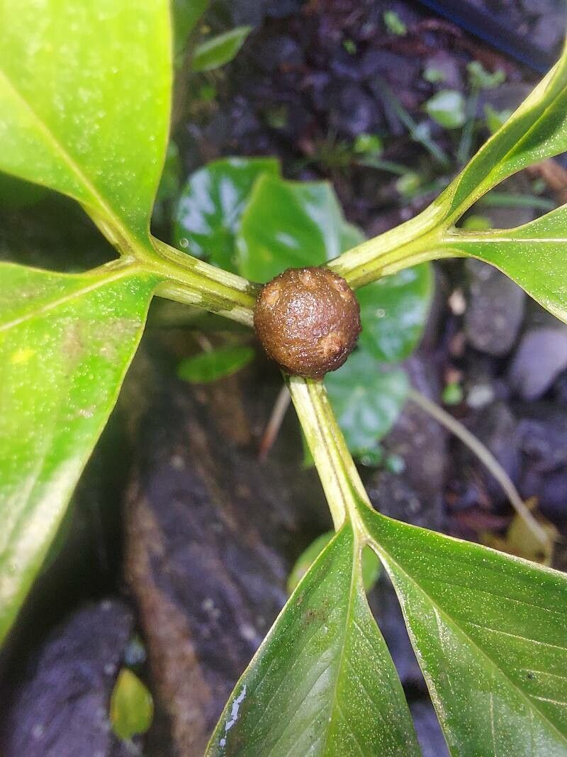 Amorphophallus bulbifer fruit