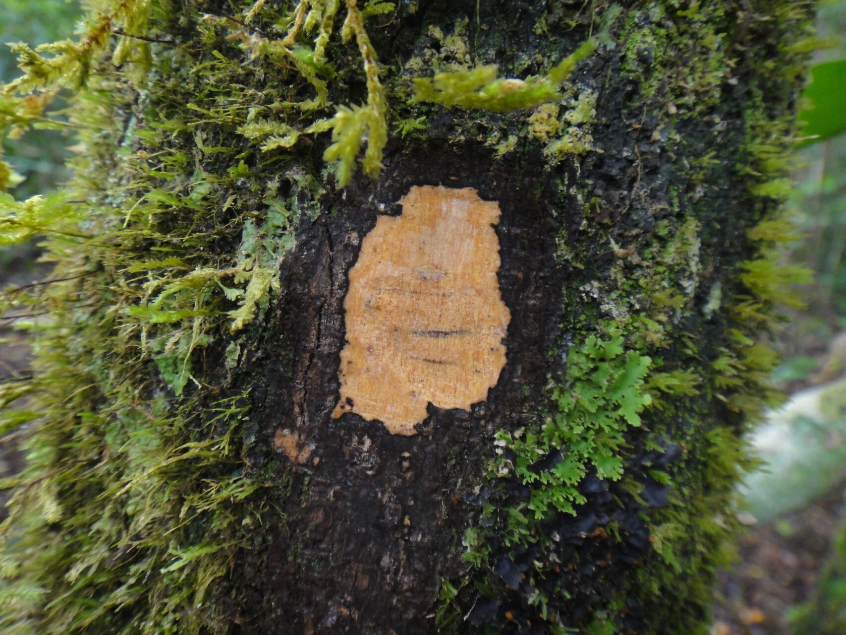 Diospyros samoensis bark