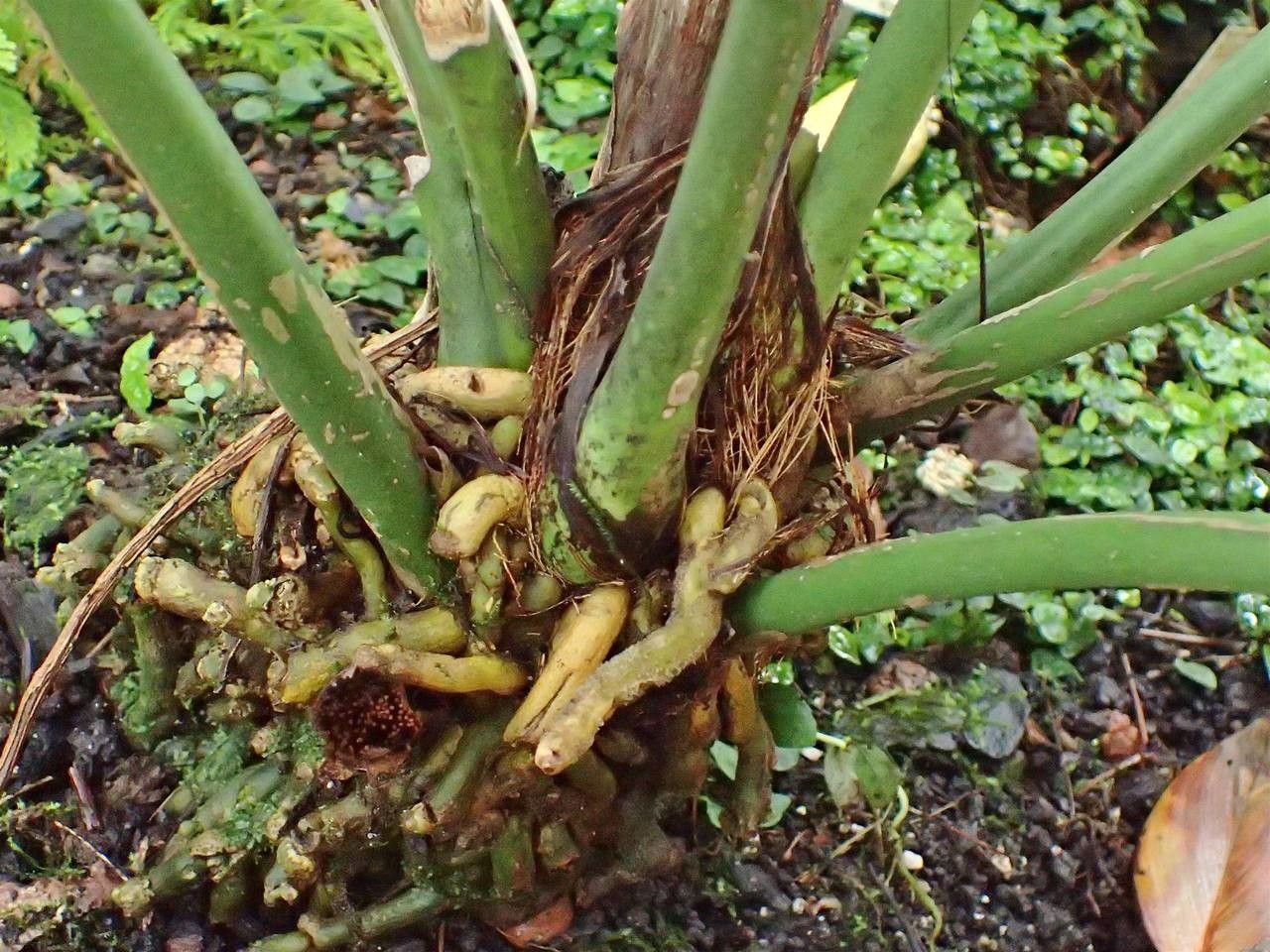 Anthurium cotobrusii bark