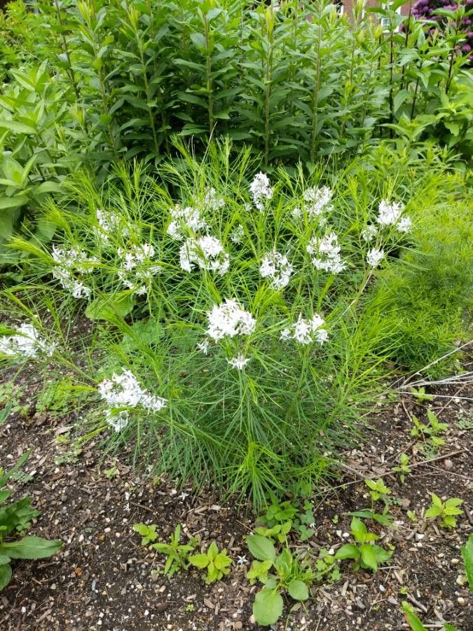 Amsonia ciliata habit