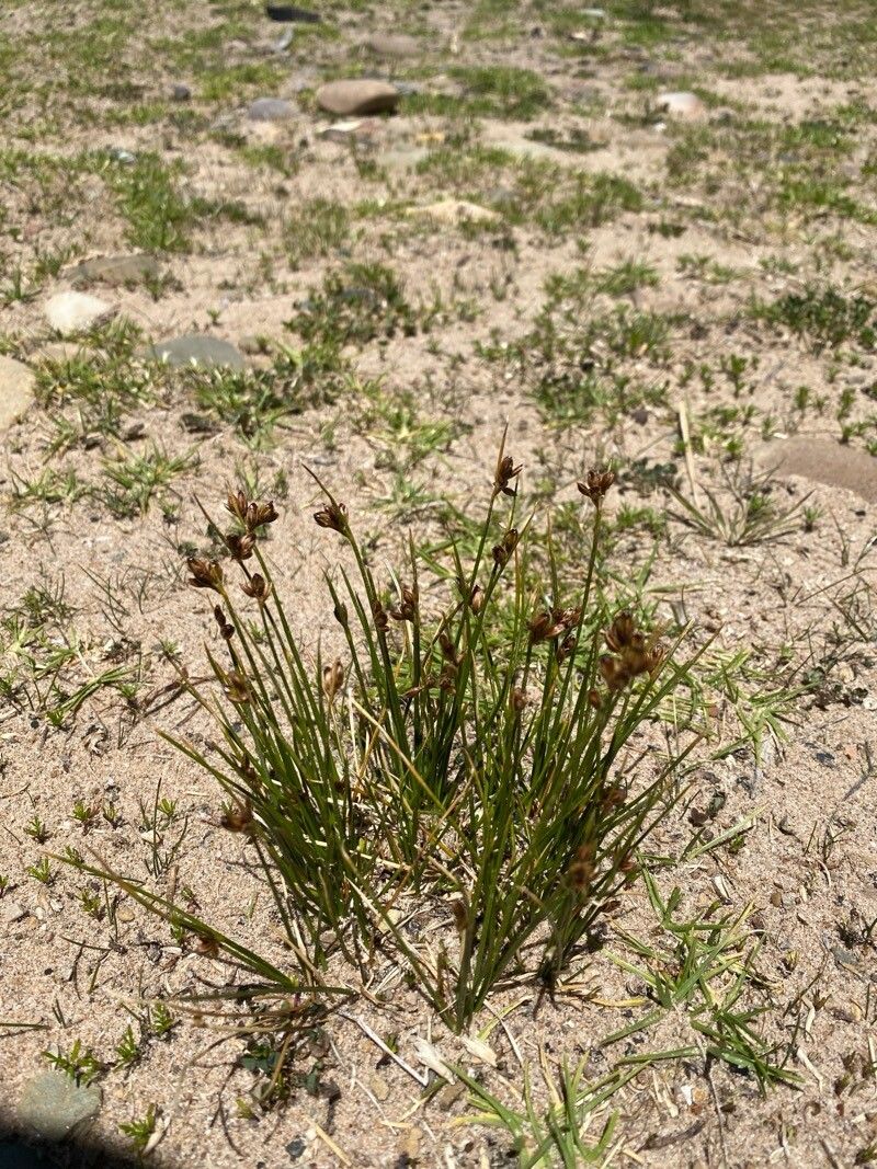 Juncus imbricatus — search result for 'Juncus'