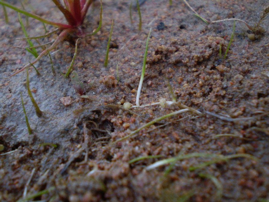 Pilularia minuta — related species from the same genus