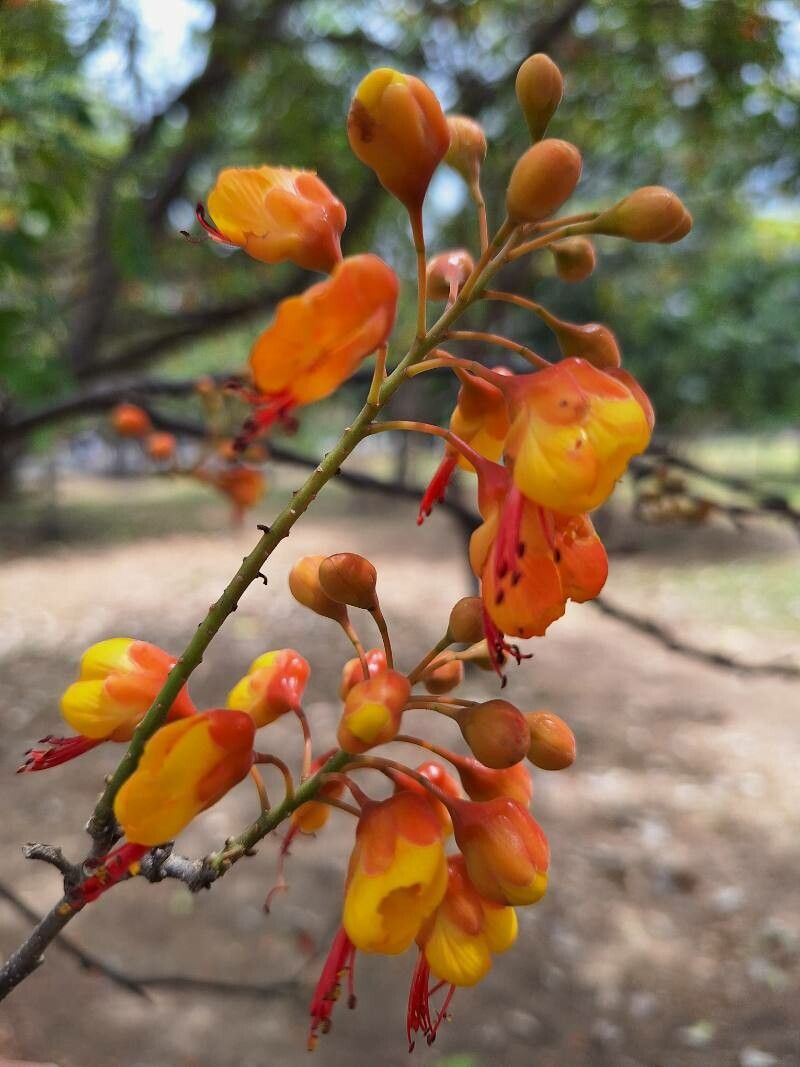 Erythrostemon exostemma flower