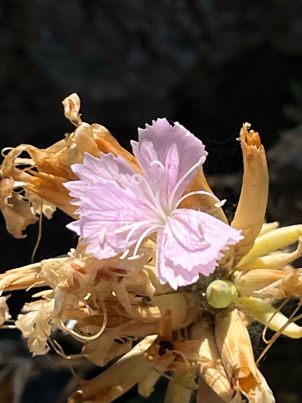 Dianthus fruticosus flower
