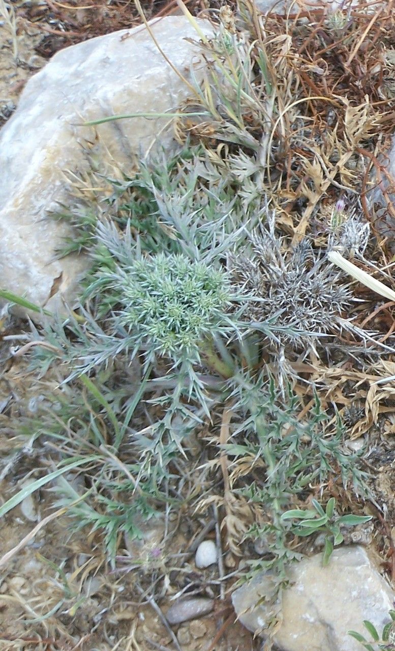 Cardopatium amethystinum flower