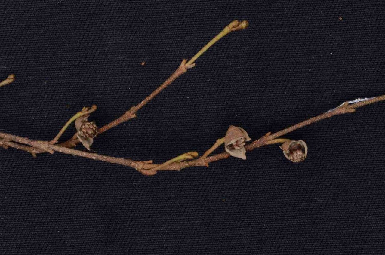 Duguetia sessilis fruit