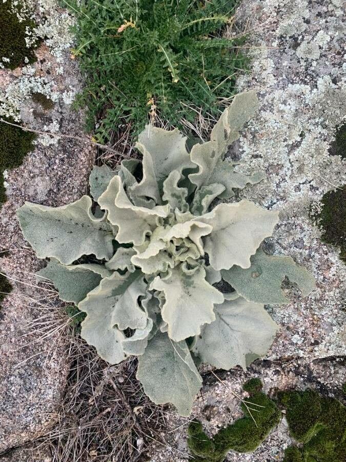 Verbascum sinuatum leaf