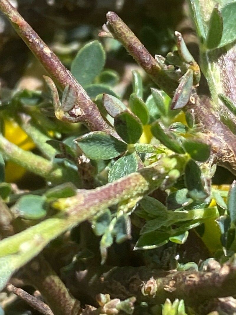 Chamaecytisus spinescens — houseplant care guide