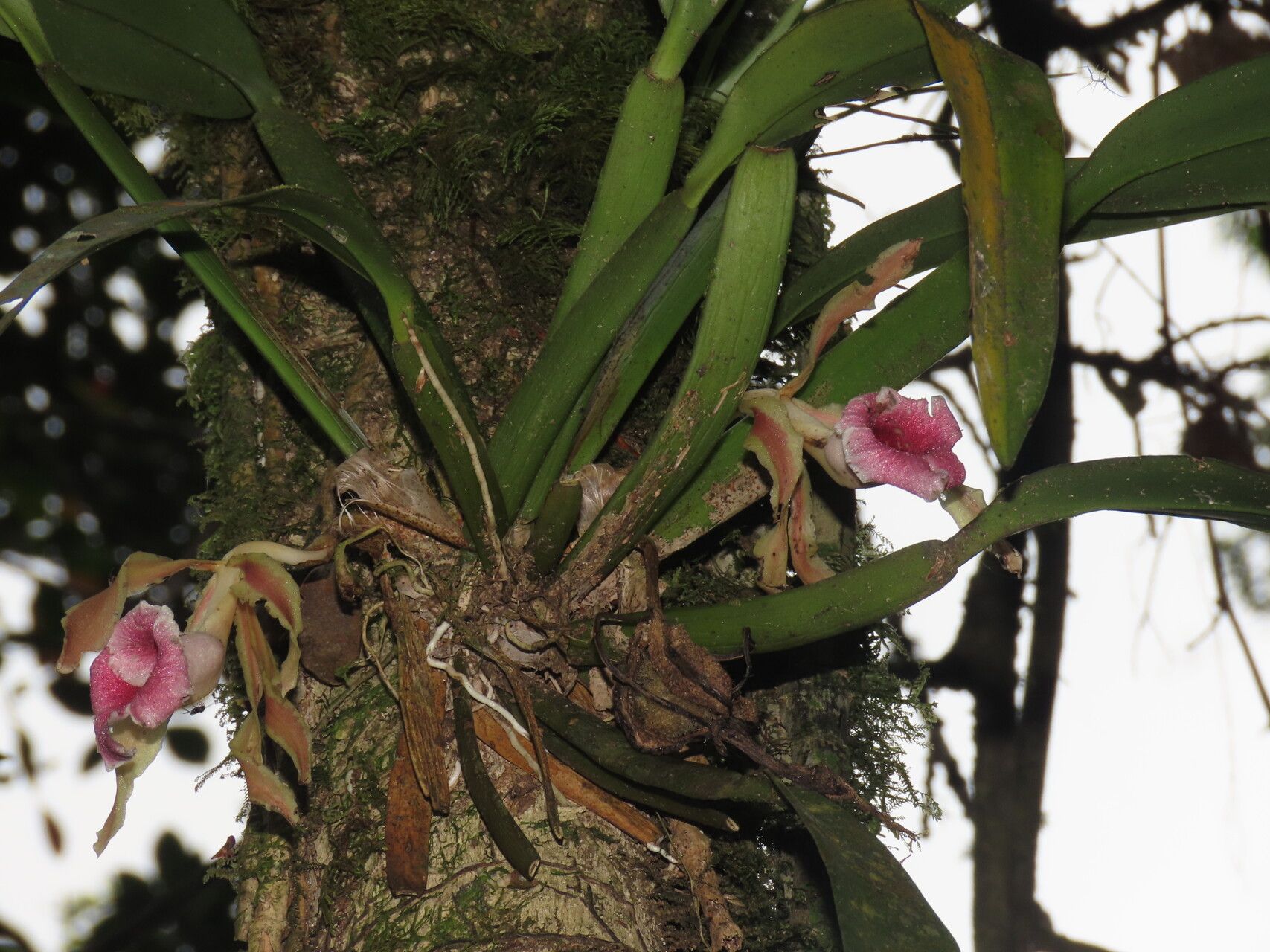 Trichopilia marginata leaf