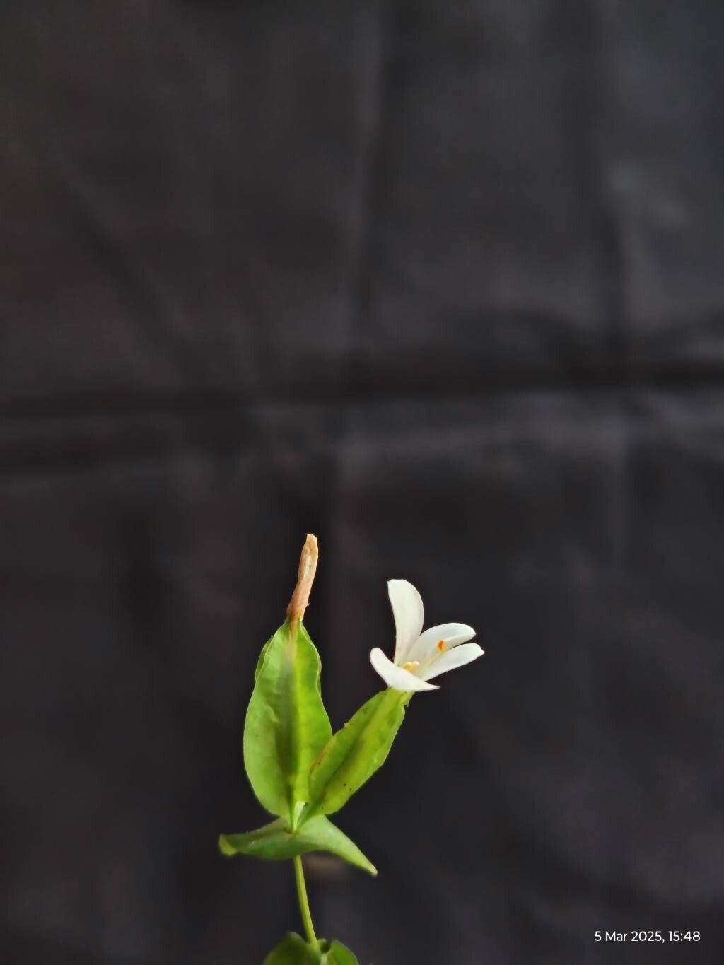 Canscora alata — houseplant care guide