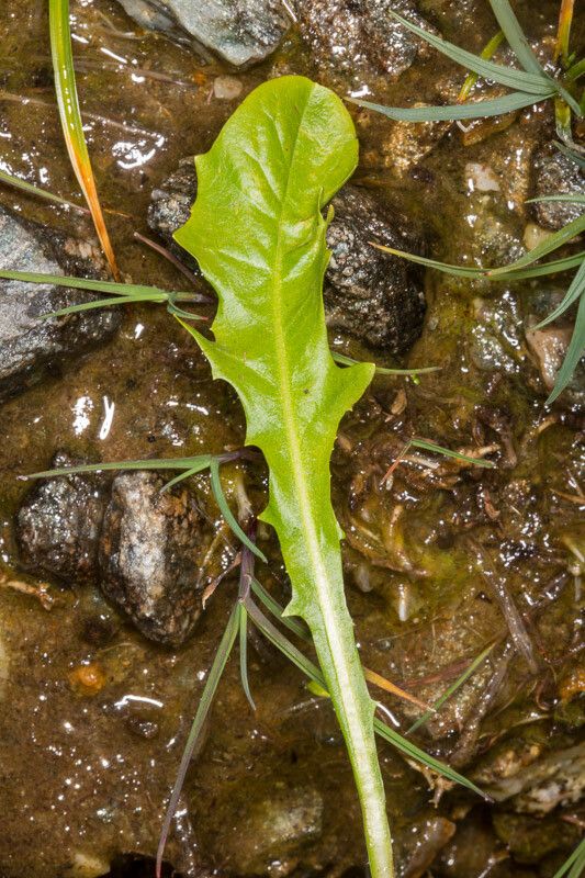 Crepis aurea — search result for 'Crepis'