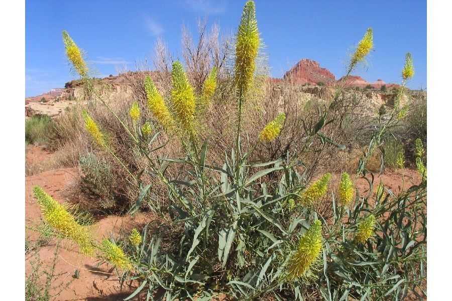 Stanleya pinnata habit