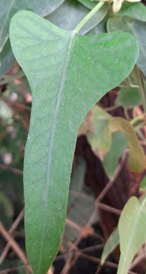 Morrenia odorata — search result for 'Uruguay'