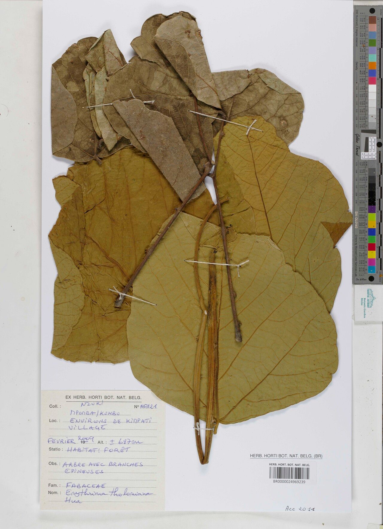 Erythrina tholloniana — houseplant care guide