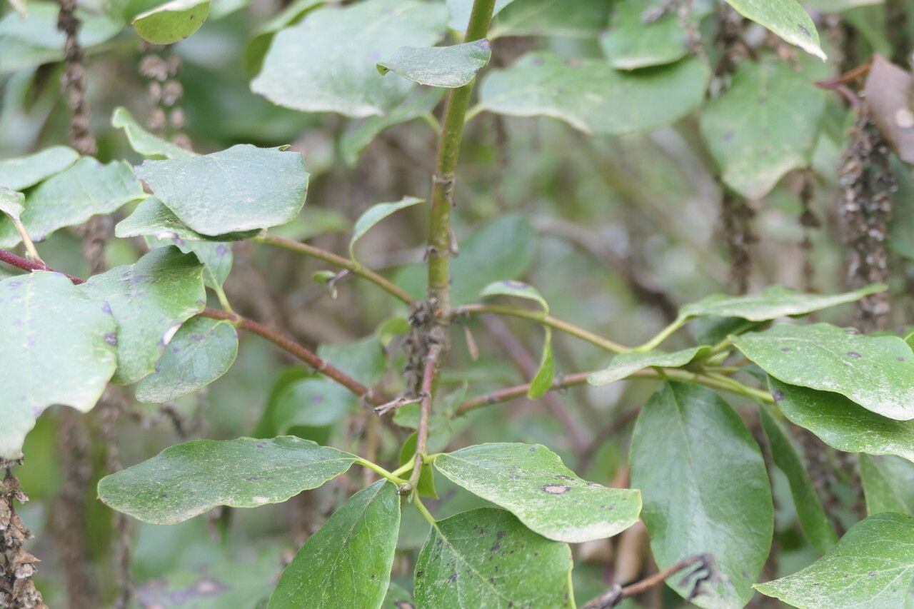 Garrya × issaquahensis bark