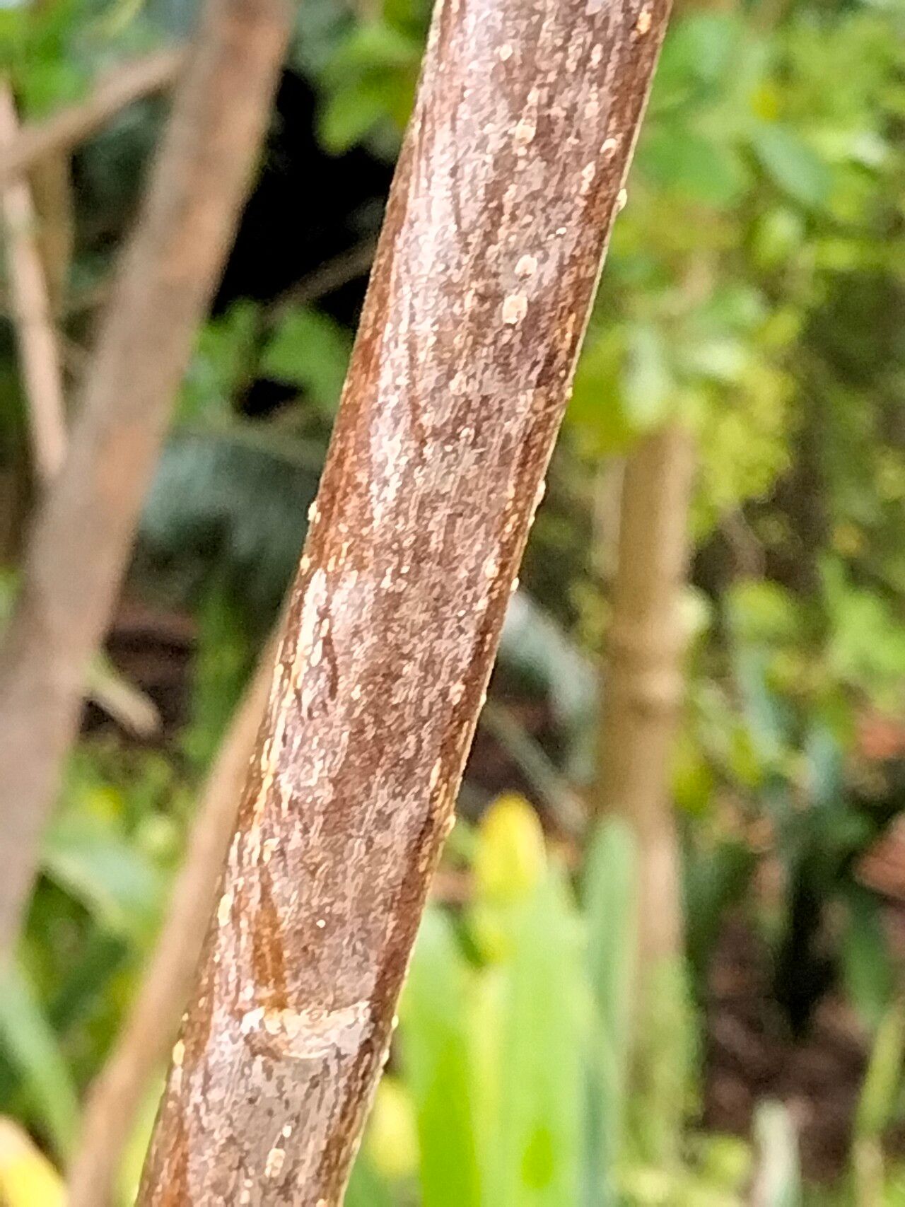 Cussonia nicholsonii bark
