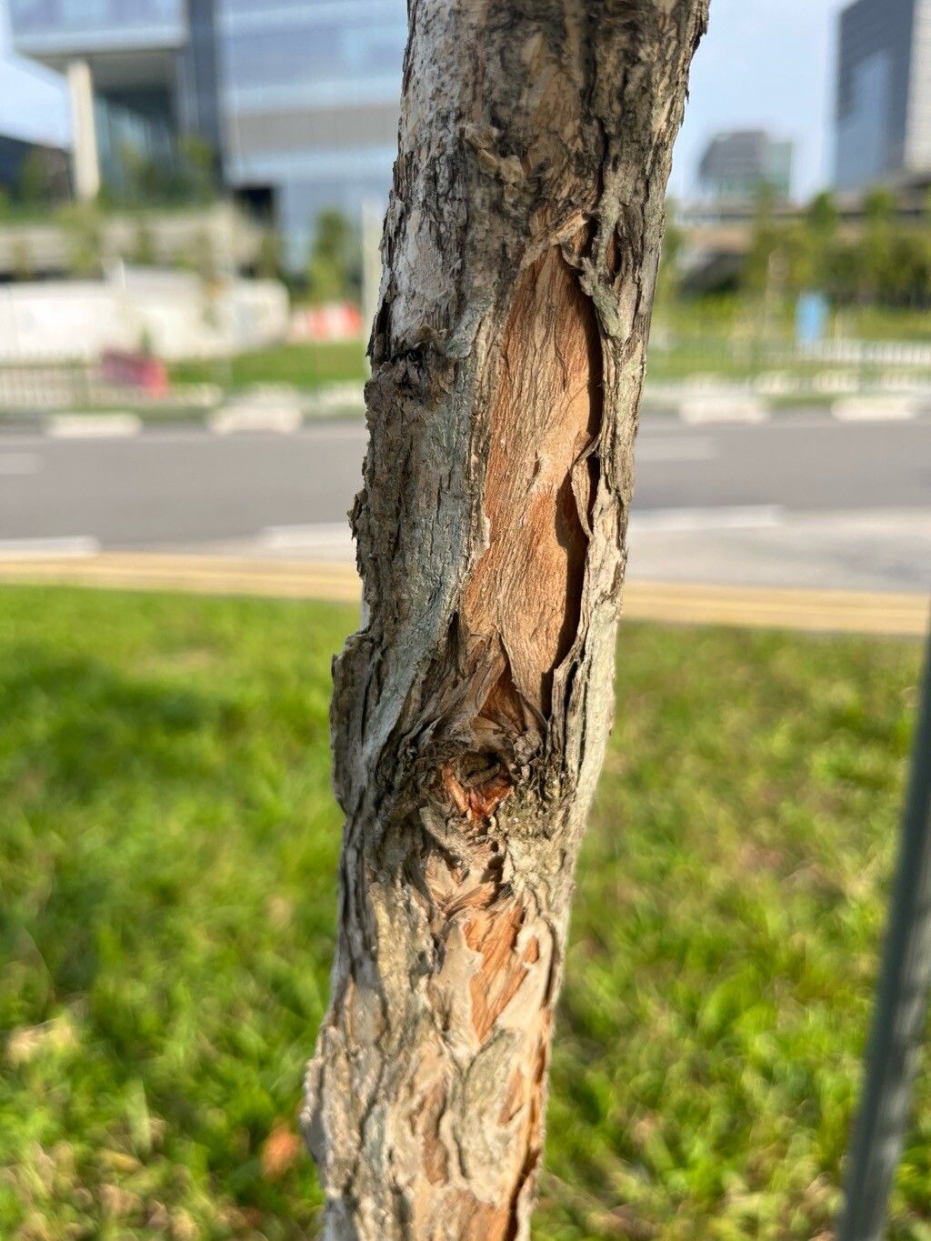 Melaleuca cajuputi bark