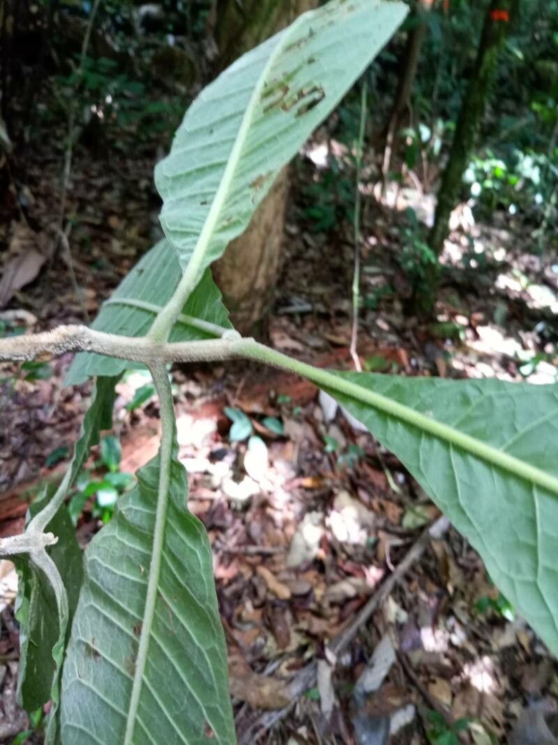 Aegiphila villosa leaf
