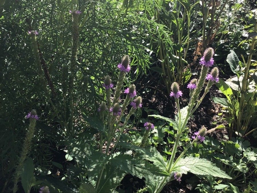 Verbena macdougalii flower