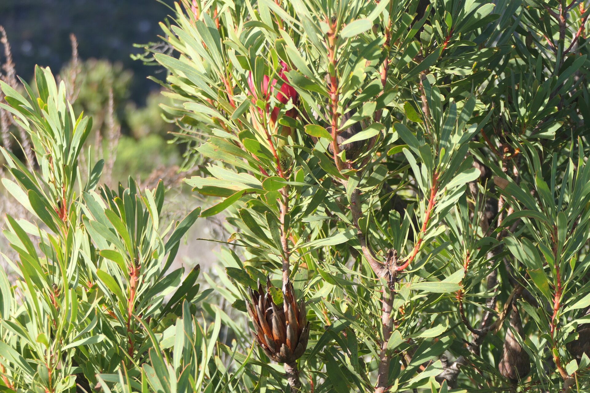 Protea repens flower