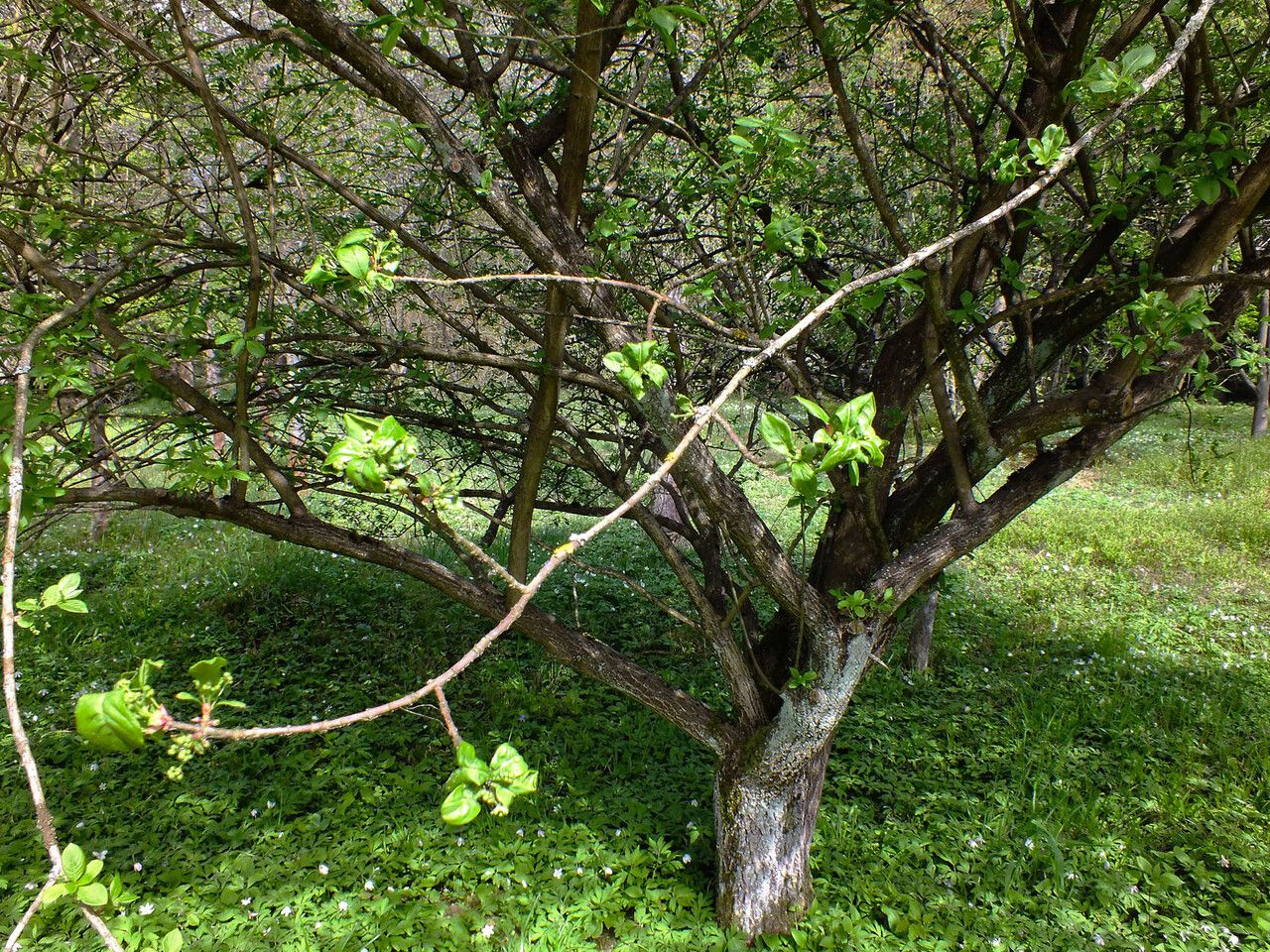 Amelanchier cusickii habit