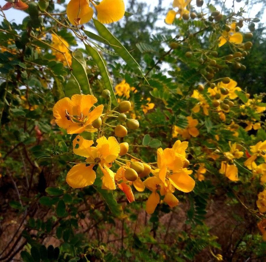 Cassia auriculata — search result for 'Cassia'