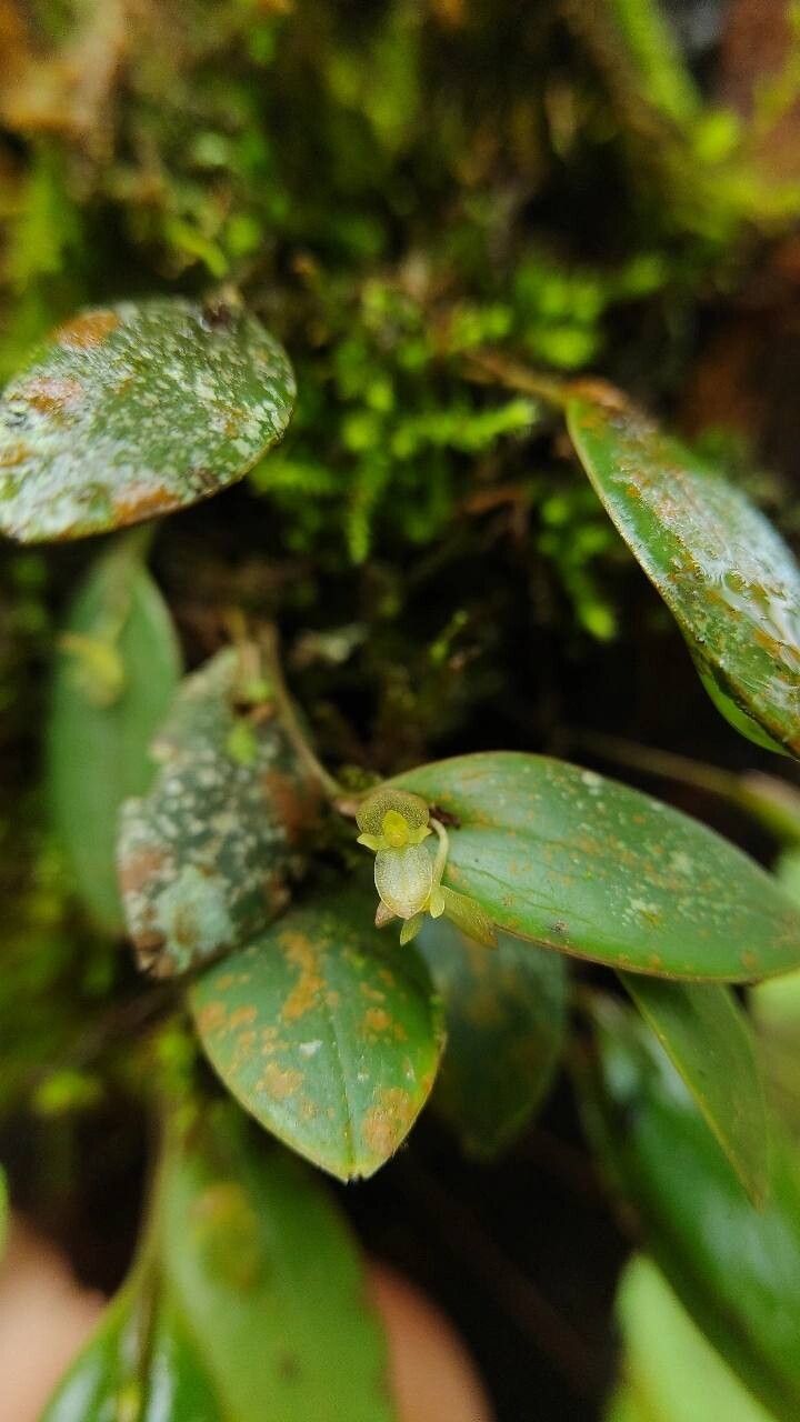 Pleurothallis bitumida flower