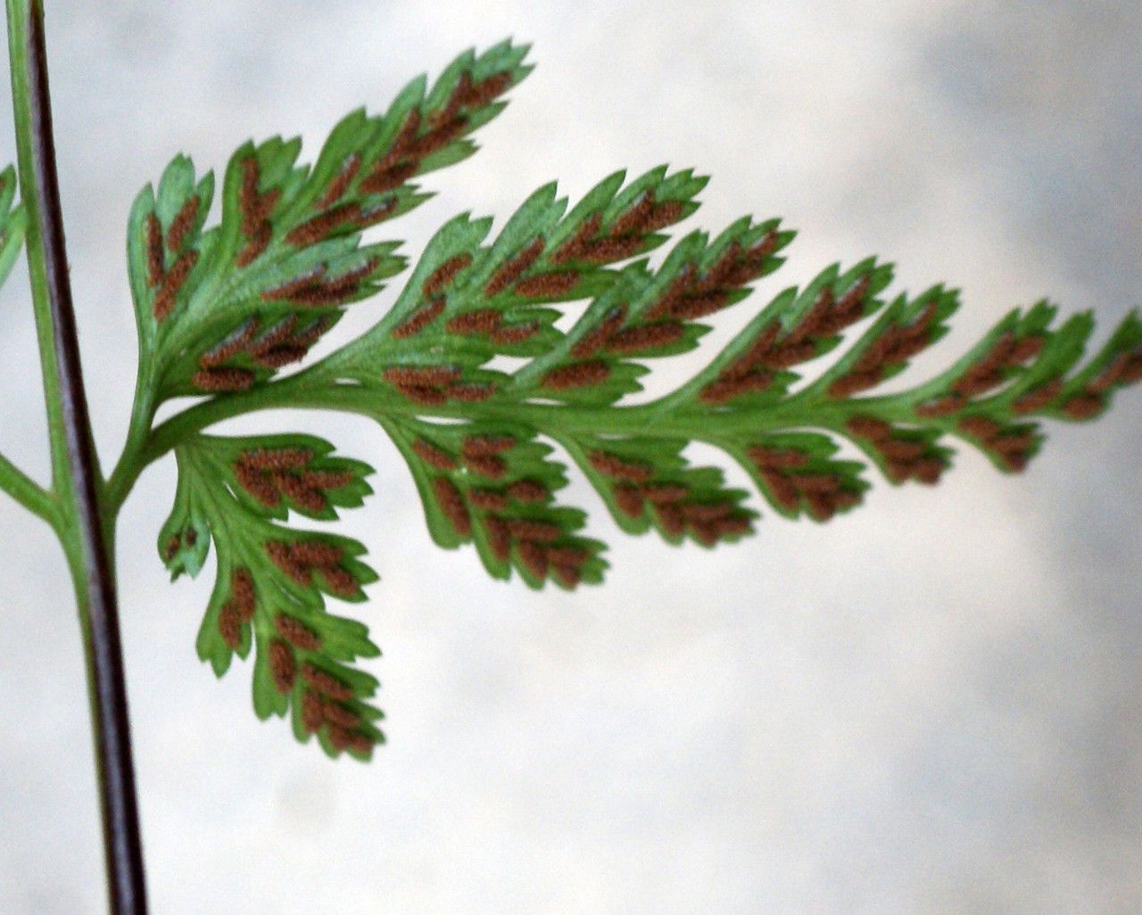 Asplenium onopteris flower