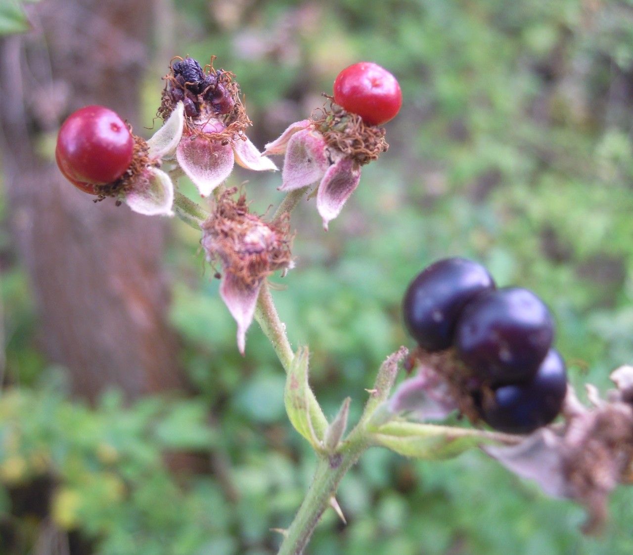 Rubus scabrosus fruit
