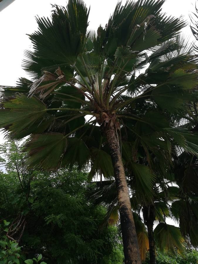 Pritchardia maideniana — search result for 'Pritchardia'