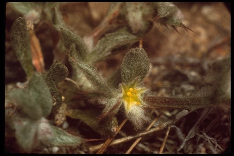 Hollisteria lanata habit