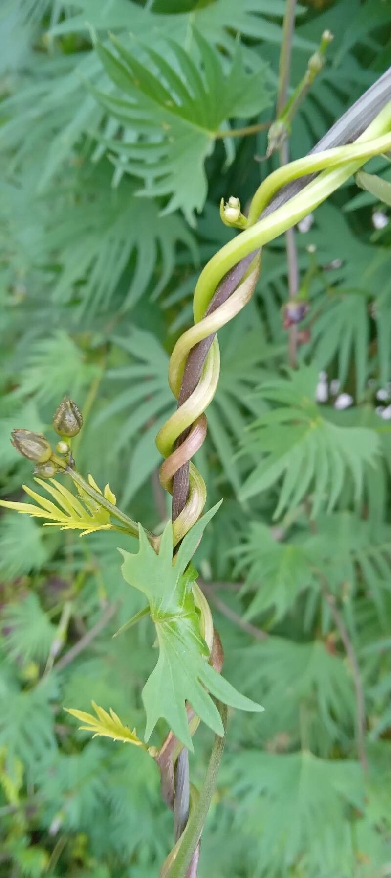 Ipomoea × multifida bark