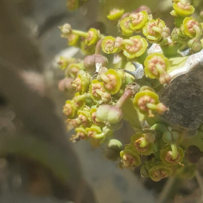 Euphorbia paganorum flower