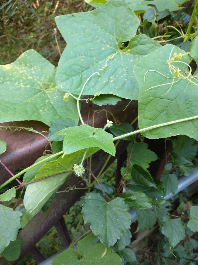 Sicyos microphyllus — houseplant care guide