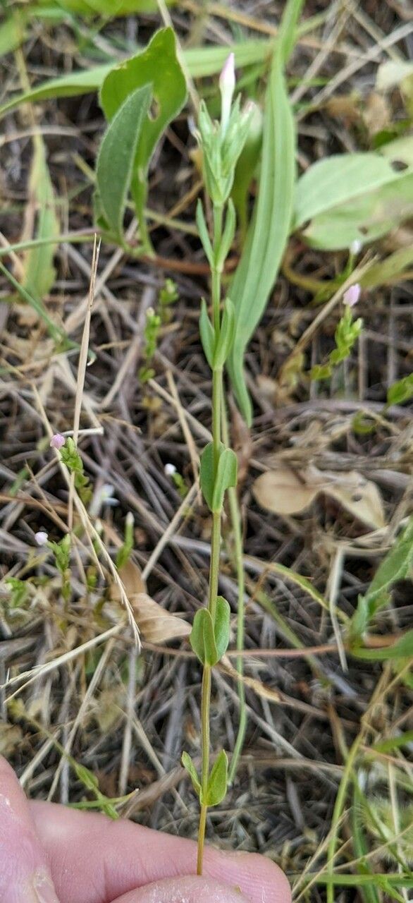 Centaurium tenuiflorum bark