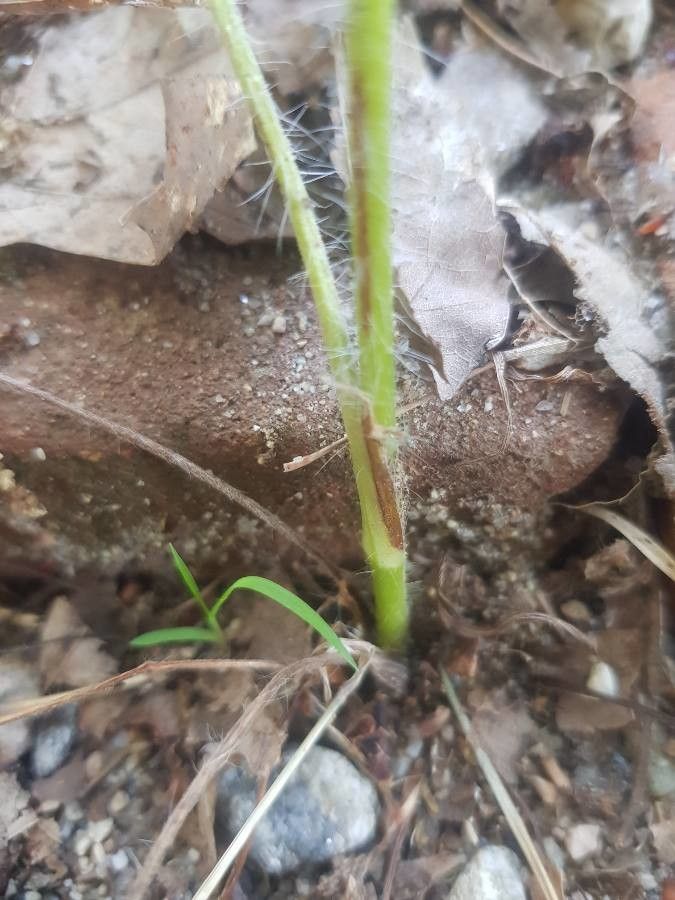 Potentilla gracilis bark