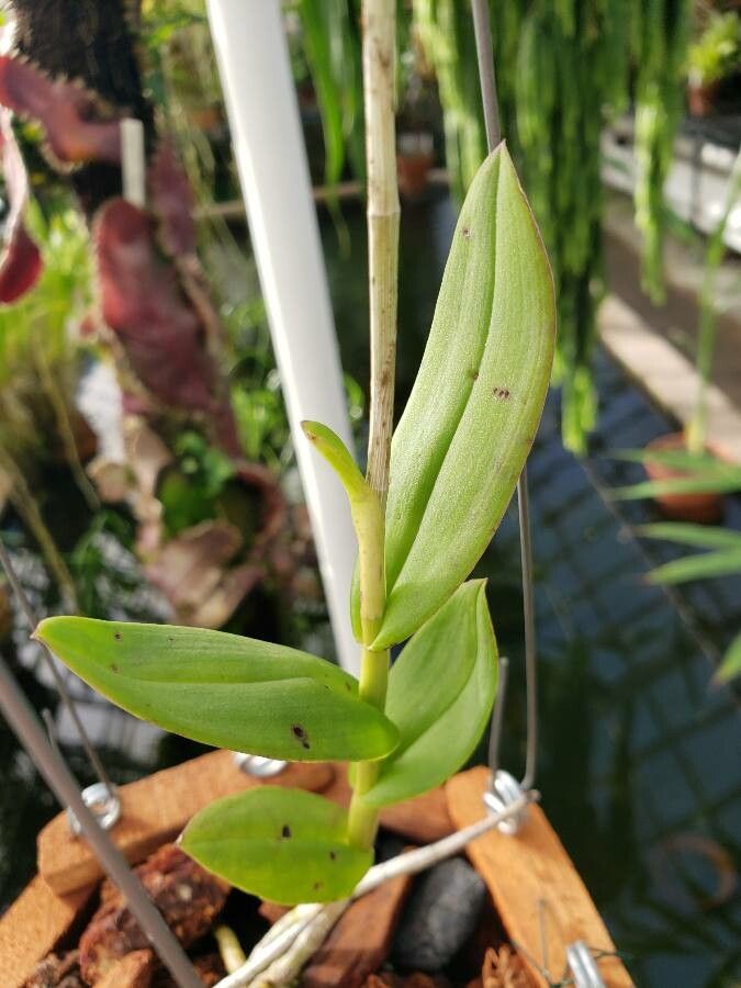 Barkeria scandens — related species from the same genus