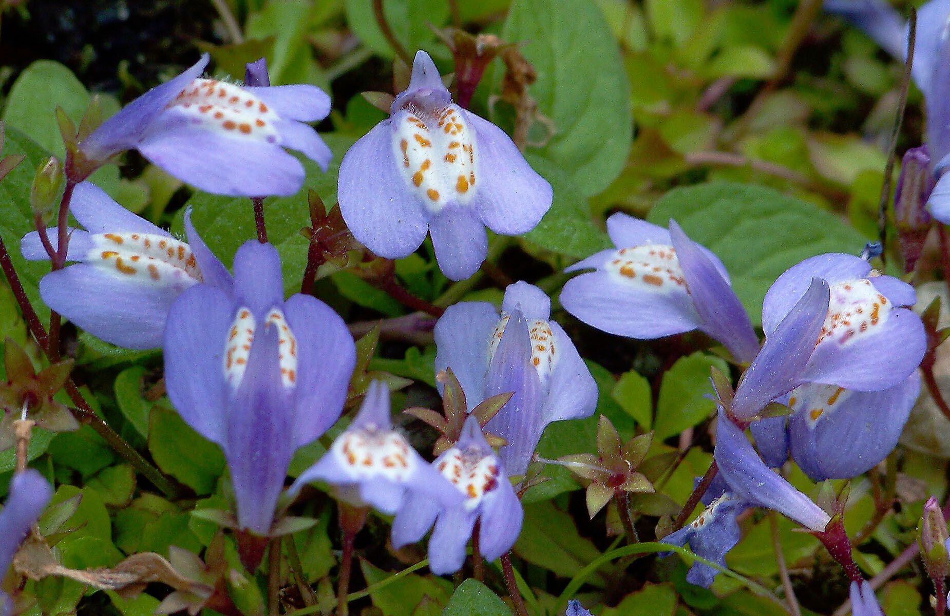 Mazus miquelii flower