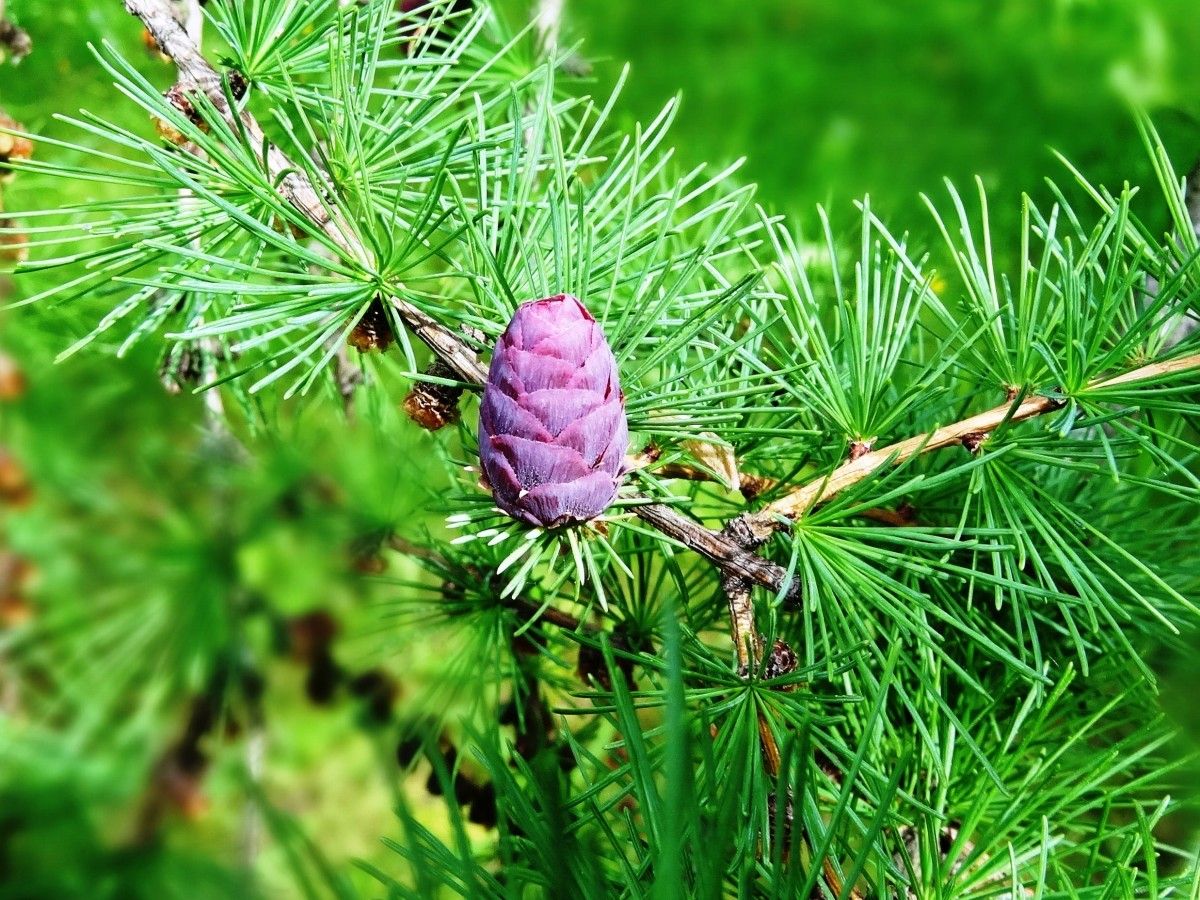Larix sibirica fruit