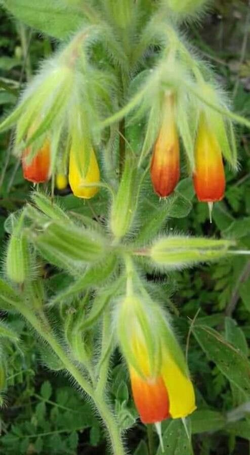 Onosma frutescens flower