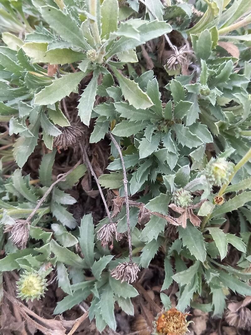 Xanthisma coloradoense — search result for 'Elymus'