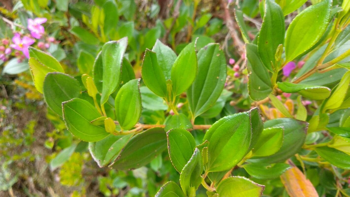 Bucquetia glutinosa — houseplant care guide