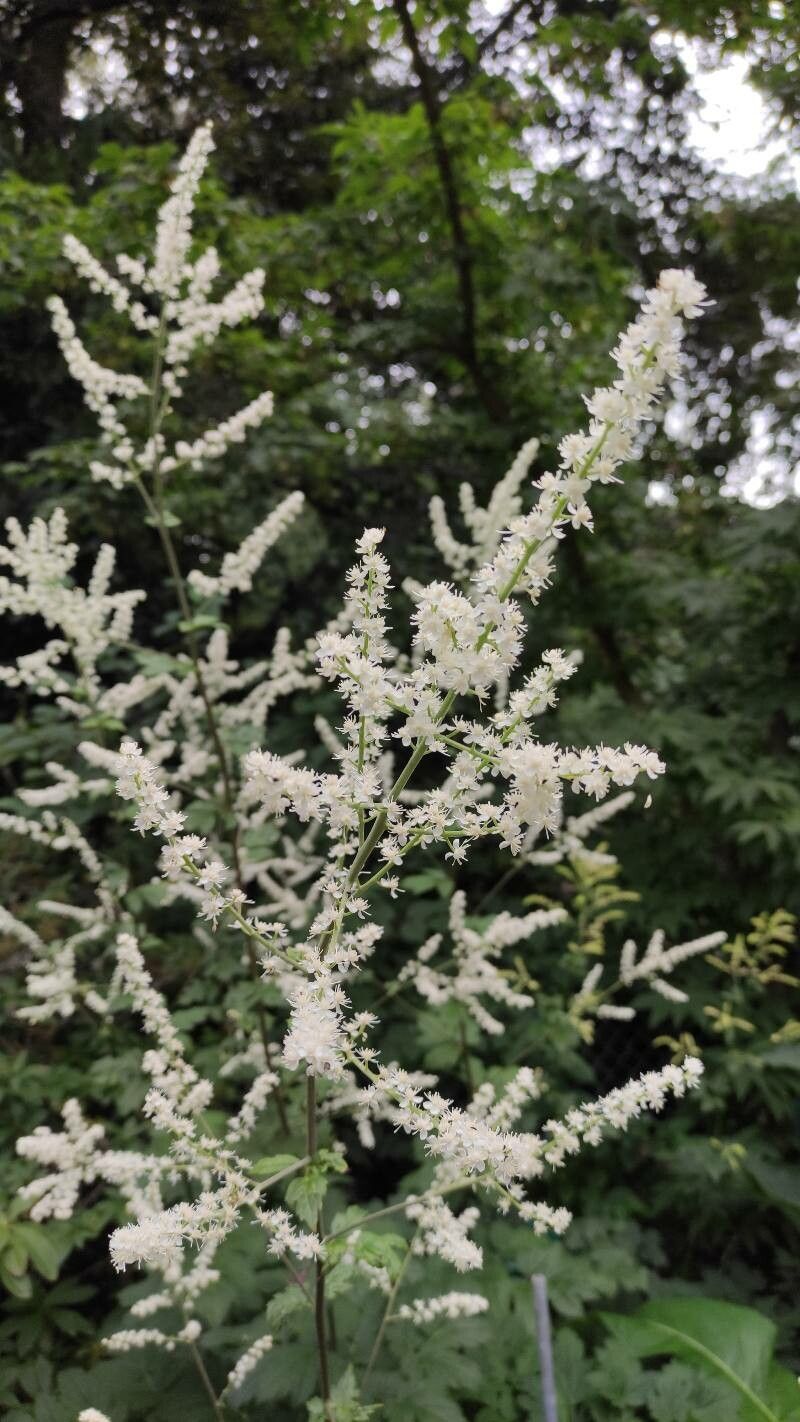 Actaea dahurica flower