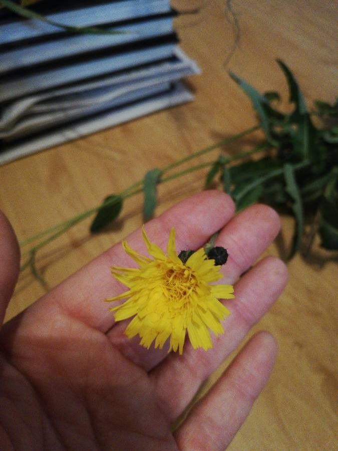 Crepis suffreniana flower