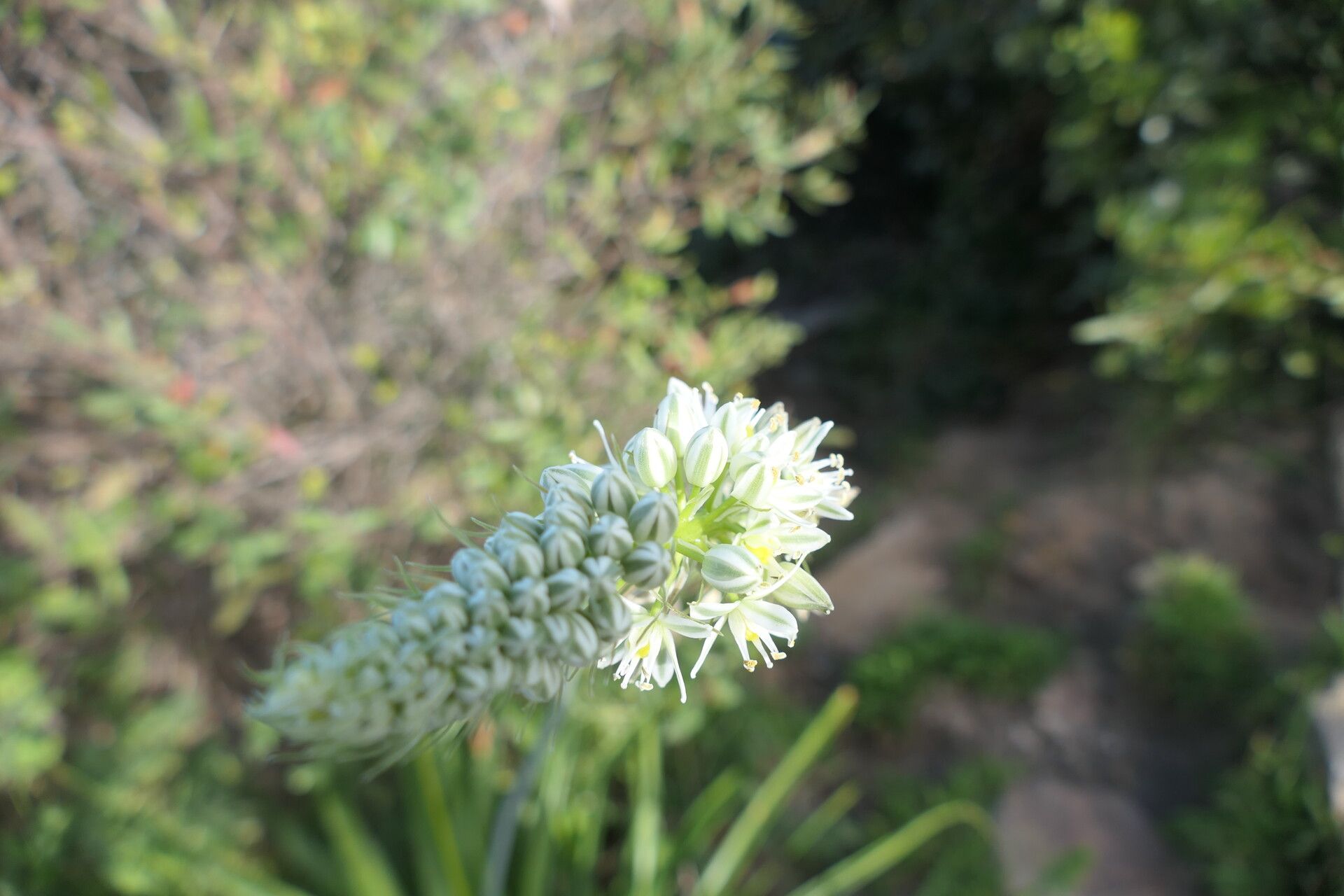 Albuca bracteata flower