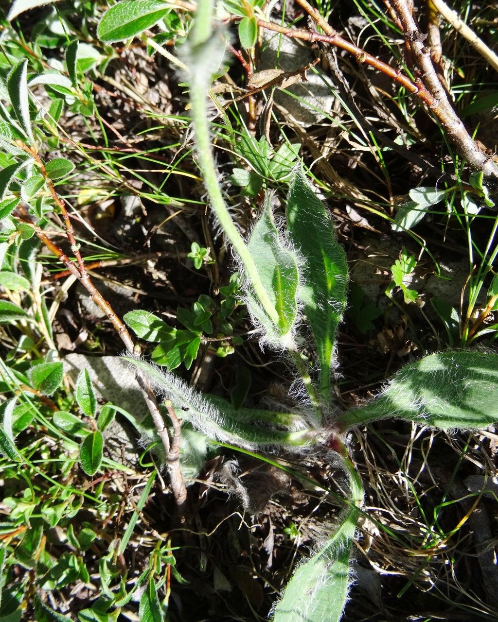 Hieracium piliferum — houseplant care guide