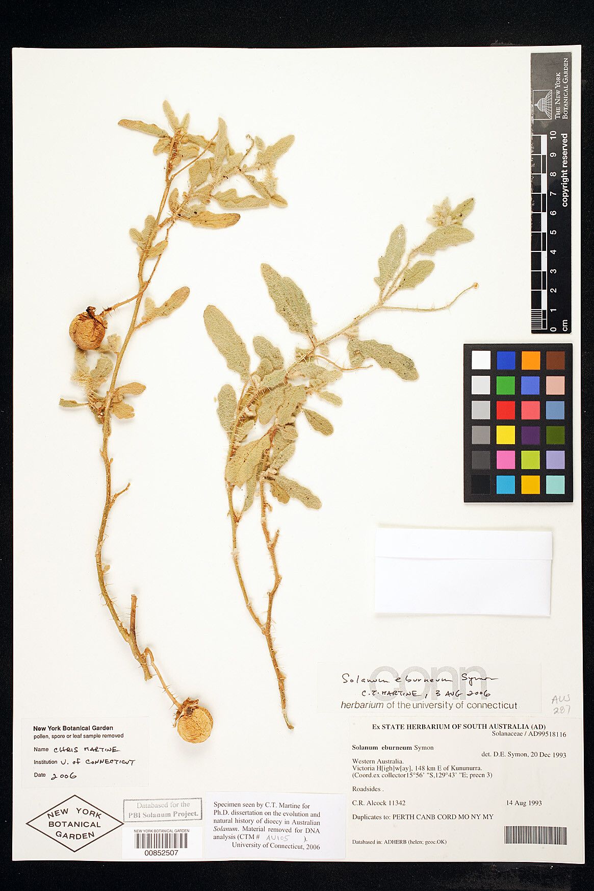 Solanum eburneum — houseplant care guide